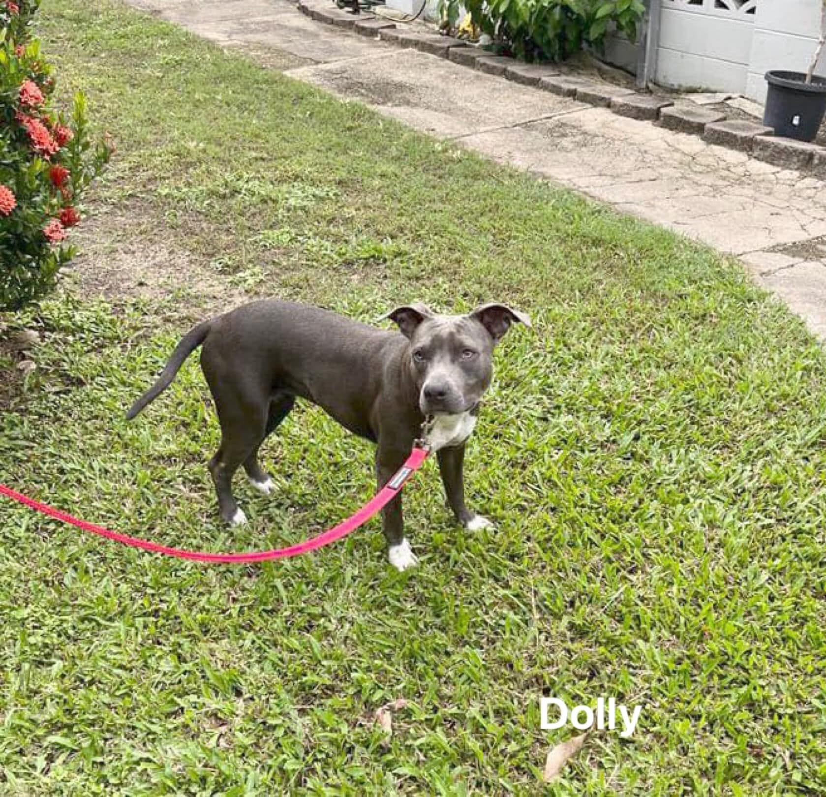 Dolly Dolly